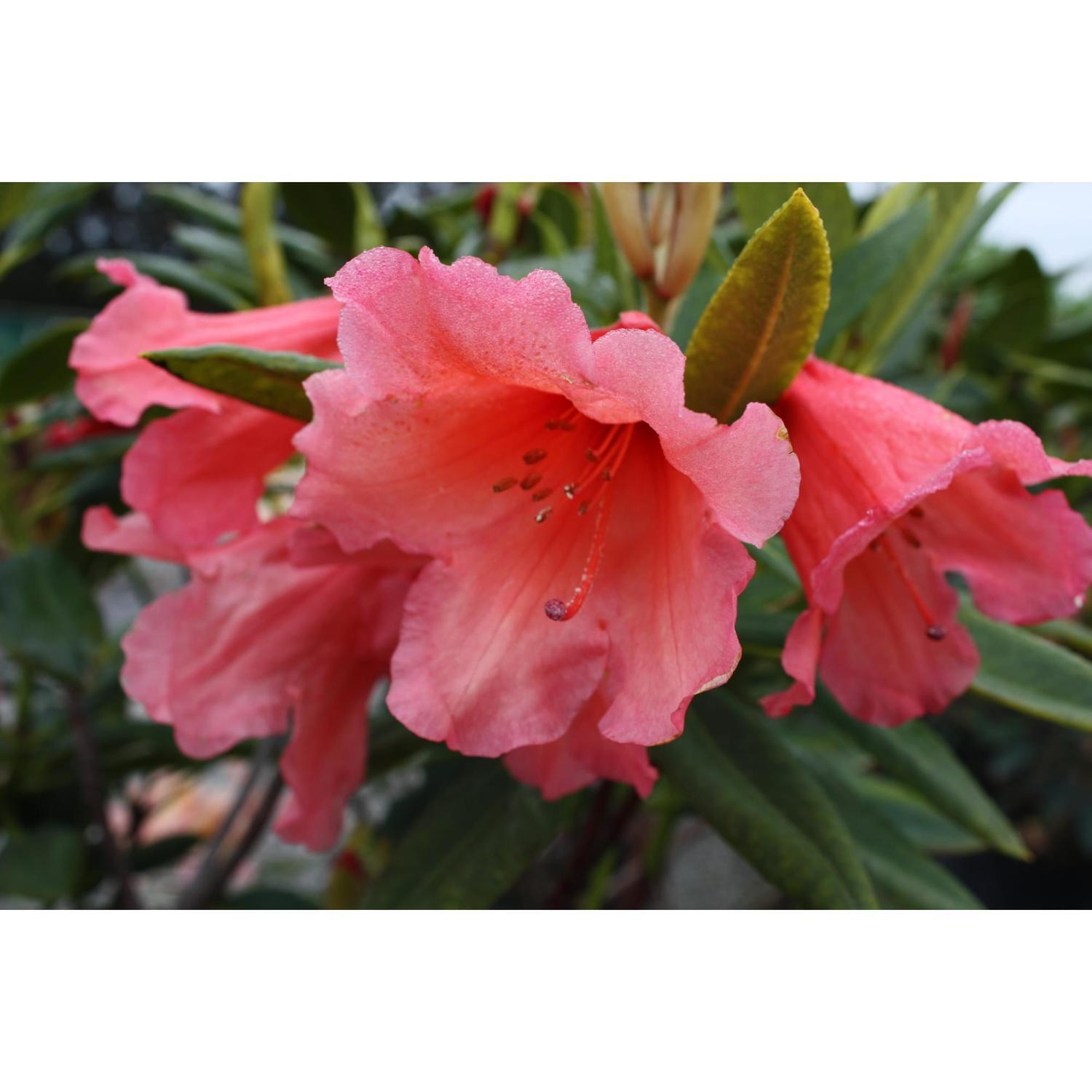 Rhododendron Old Copper