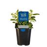 Mint Apple Veriegated