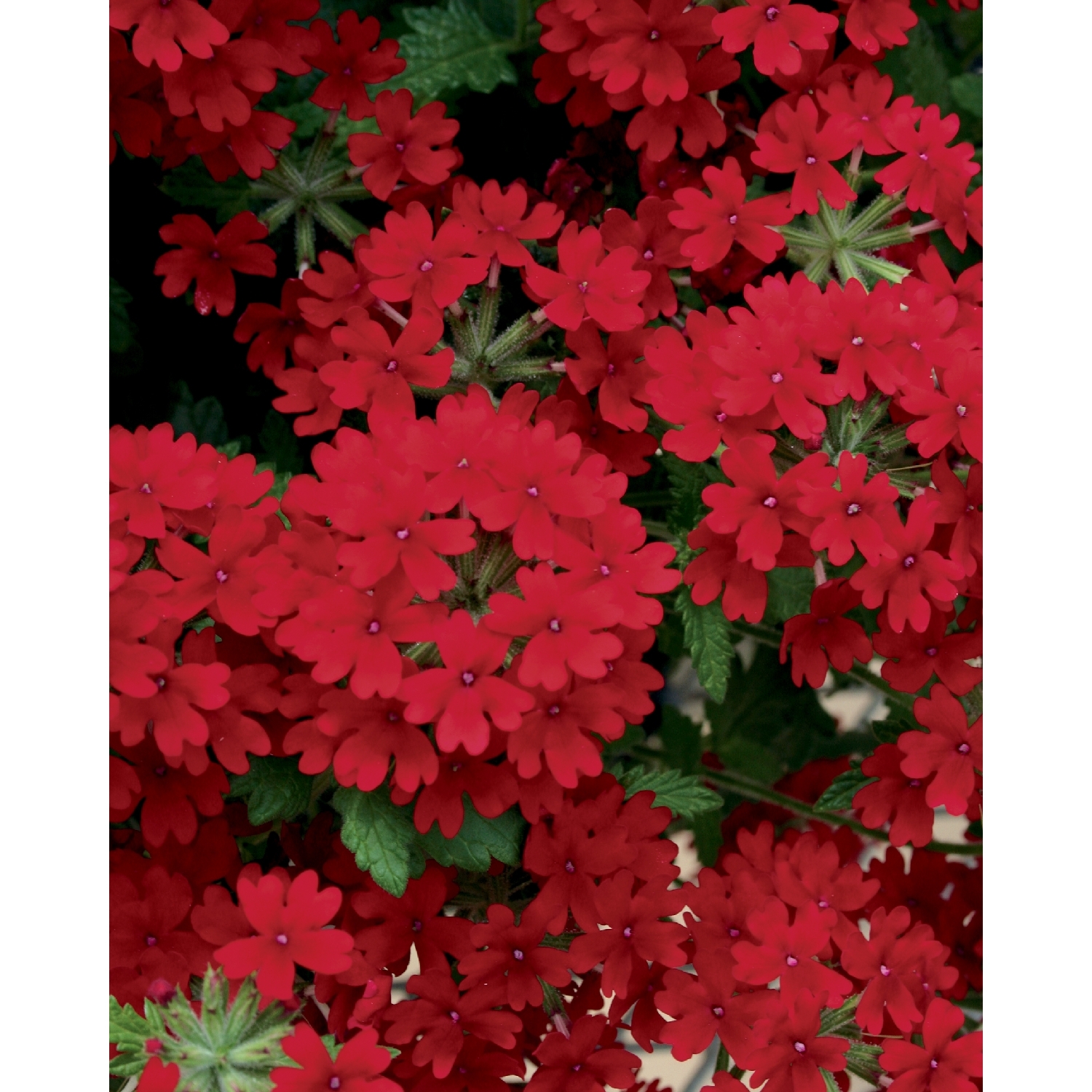 Verbena Royale