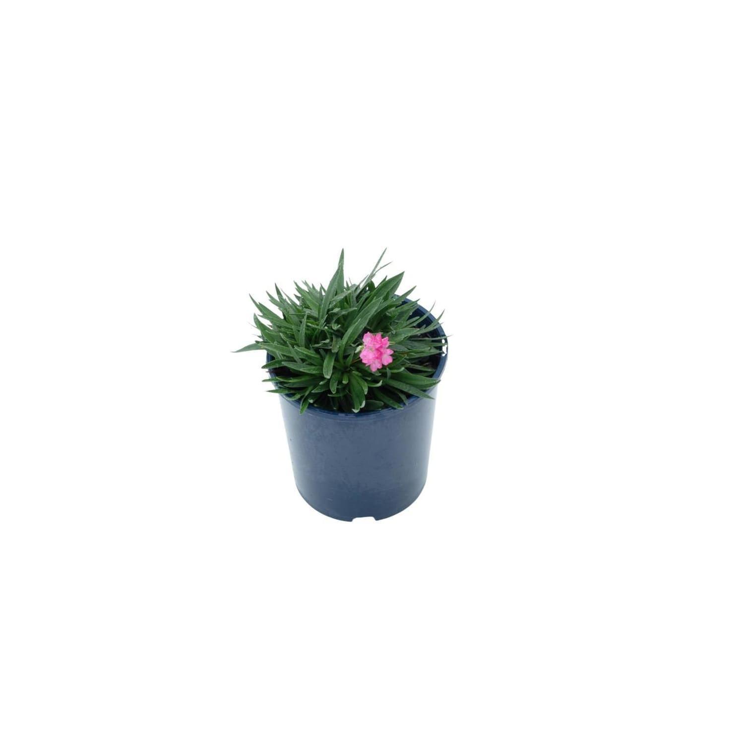Armeria Bees Ruby
