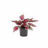 Begonia Rex Little Devils