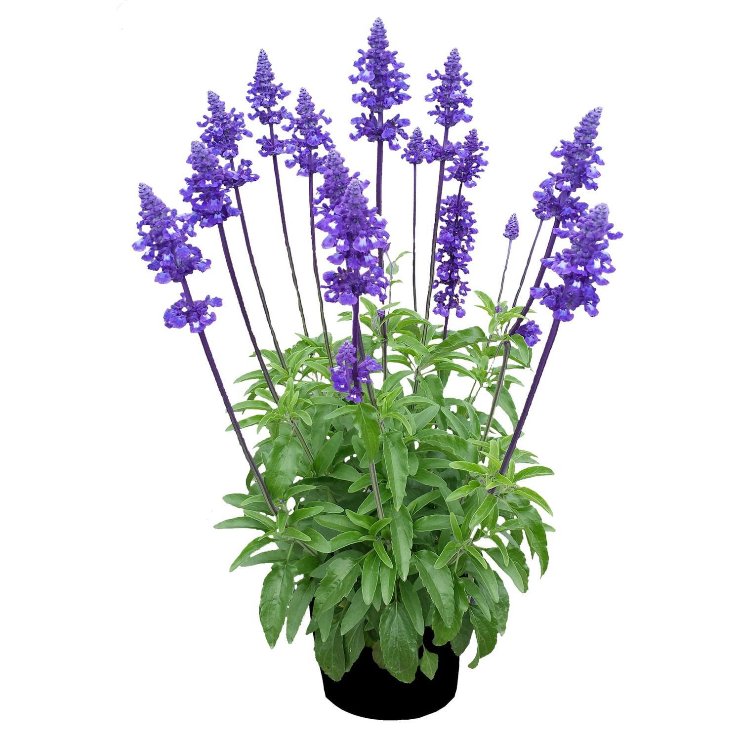Salvia Sallyfun Blue