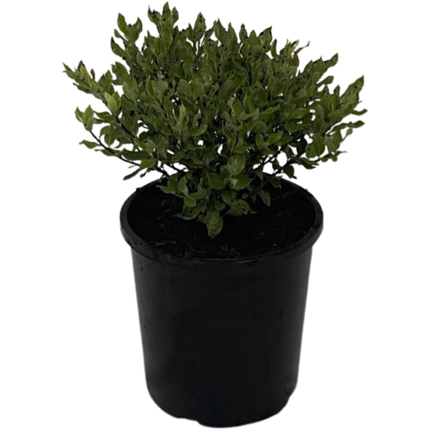 Pittosporum Little Burger