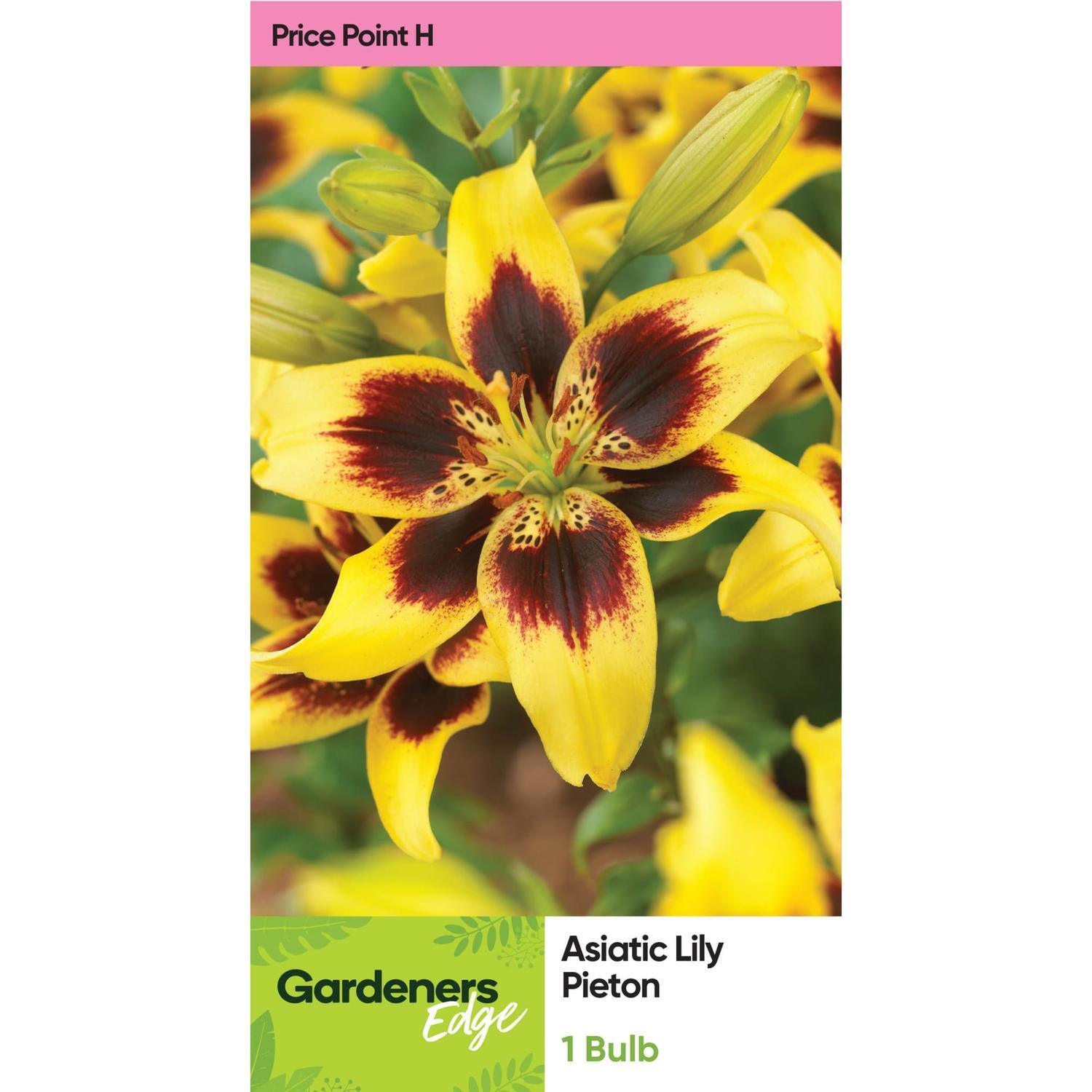 Lily Asiatic Pieton Pack of 1