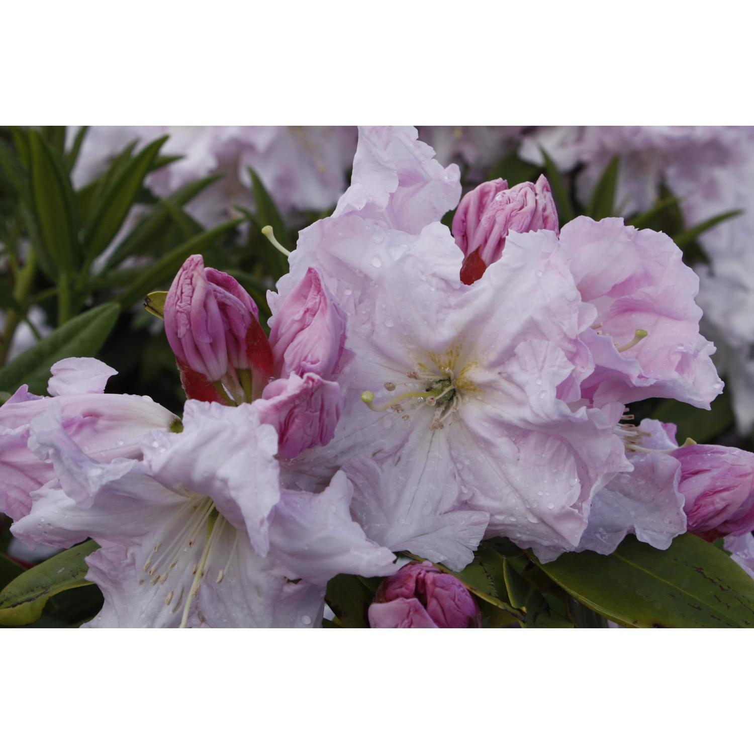 Rhododendron Van Dec