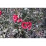 Leptospermum Crimson Glory