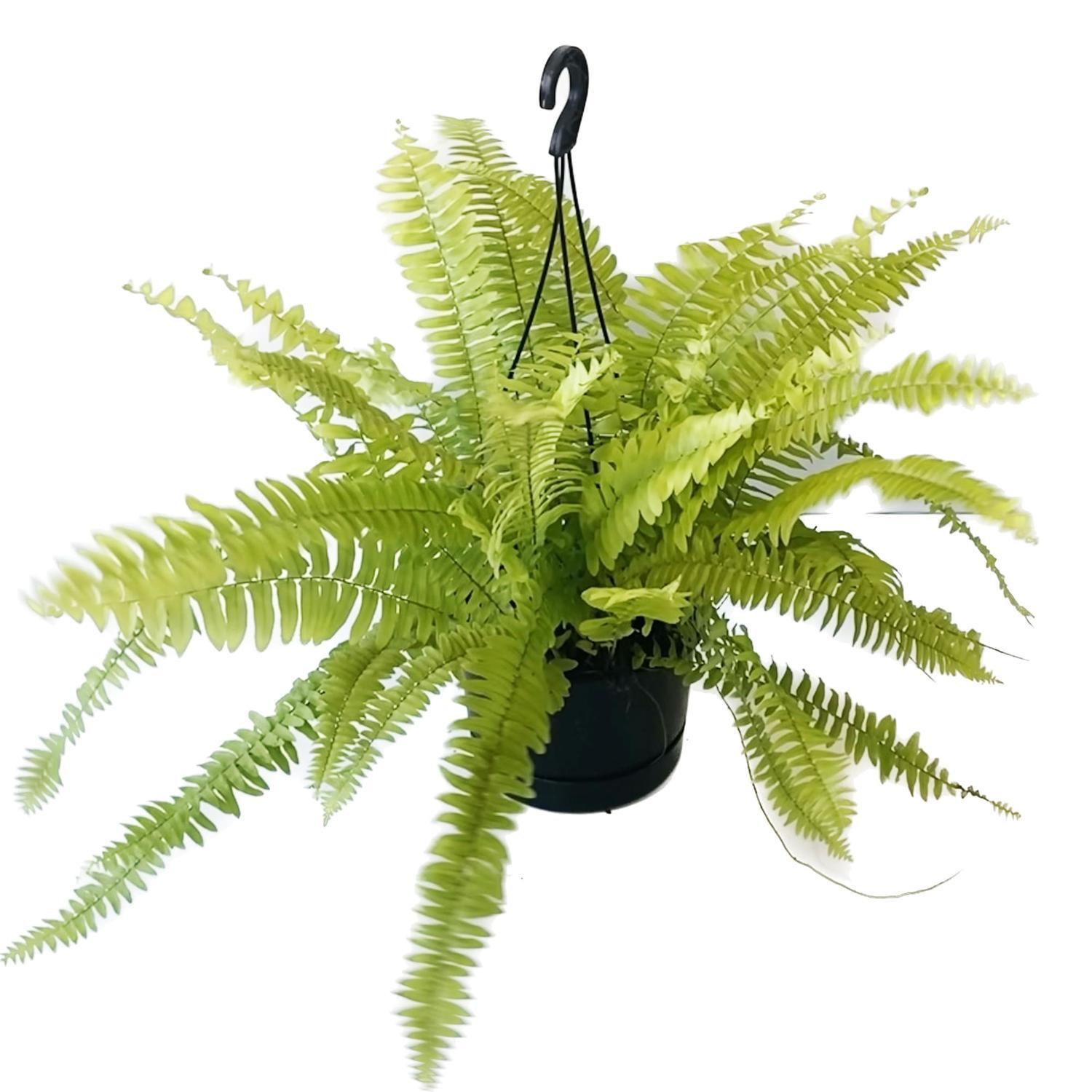 Nephrolepis 'Golden' Basket 17.5cm