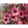 Leptospermum Wiri Shelley