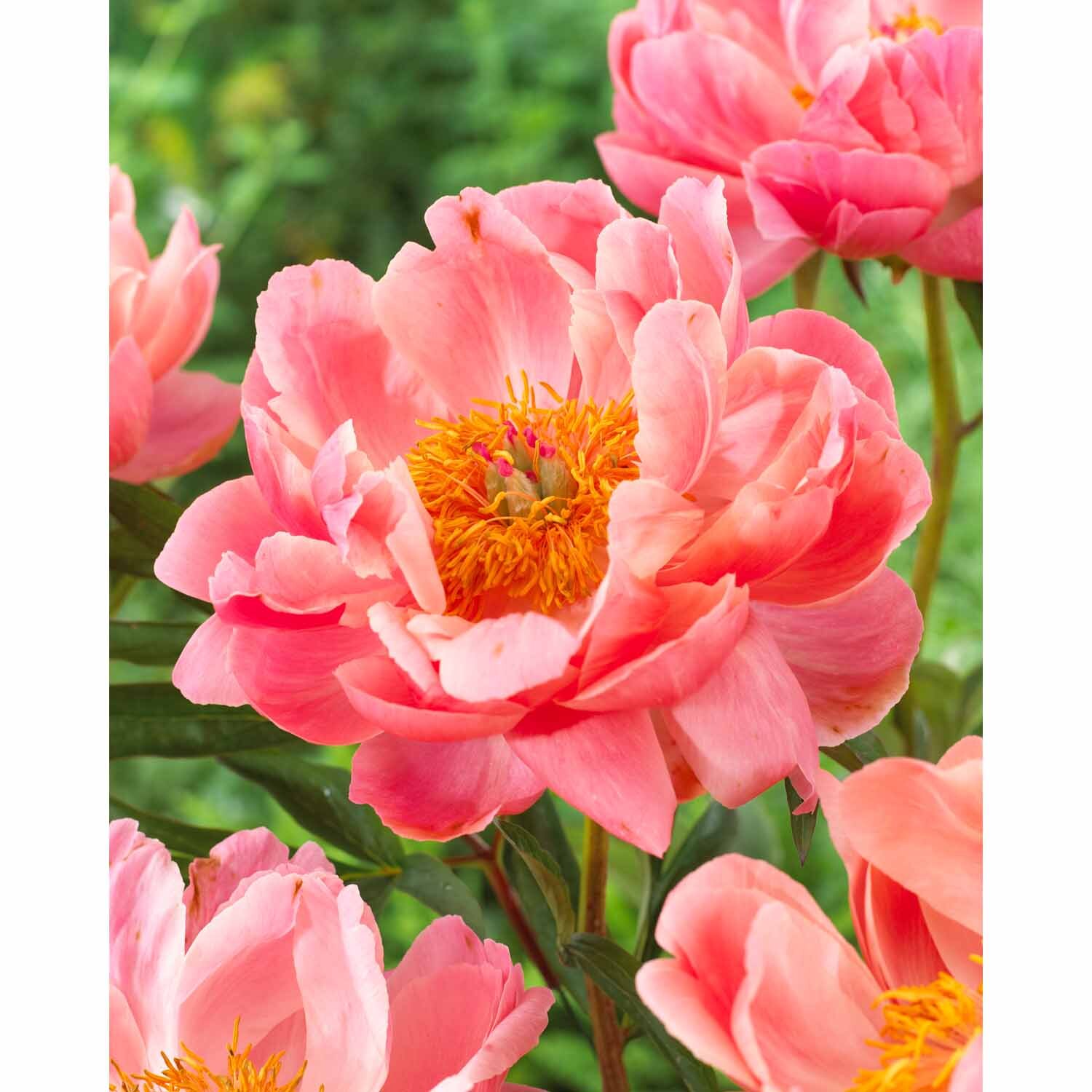 Paeony Half Double 'Coral Charm'