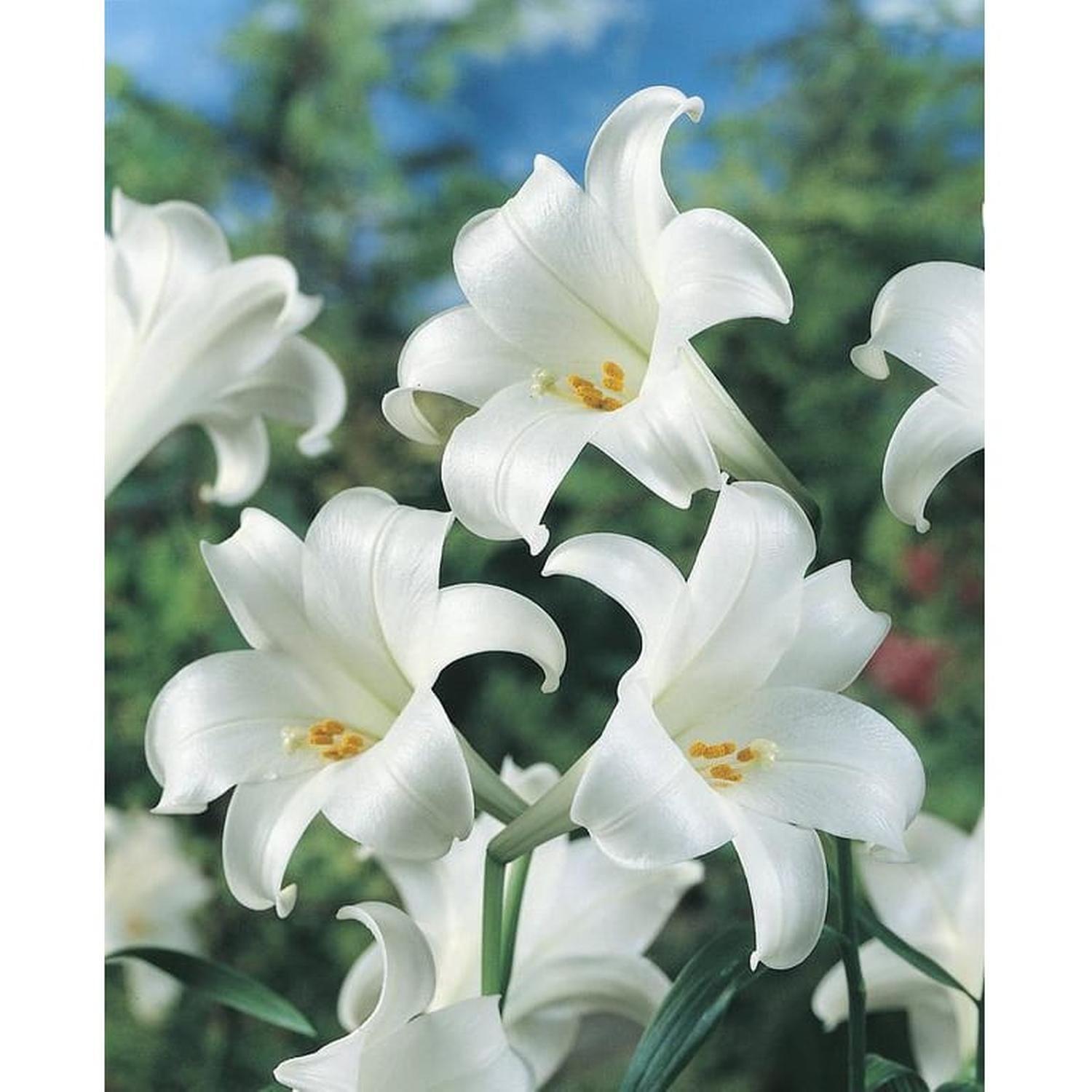 Lilium Snow Queen