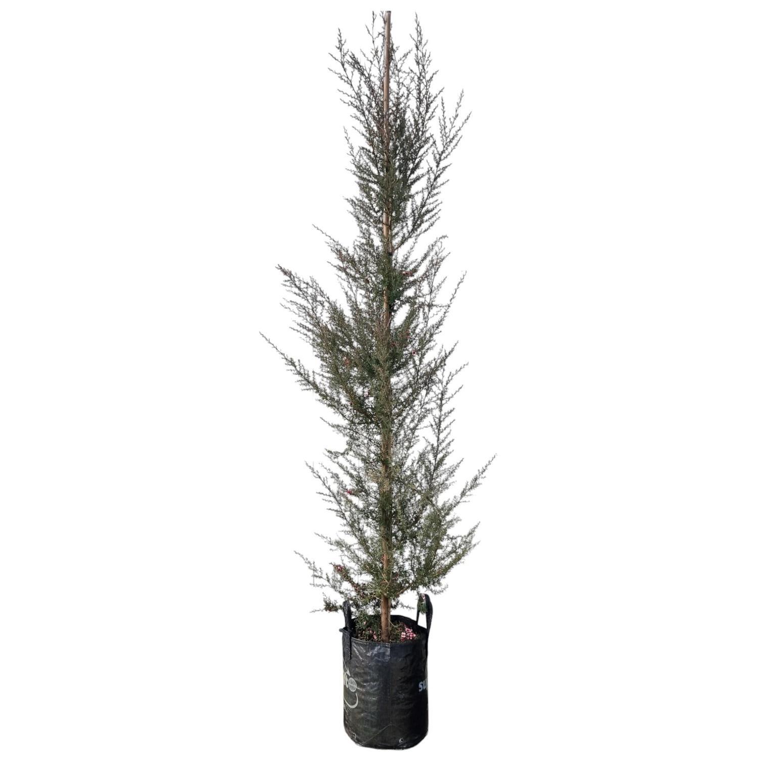 Lepospermum 'Tea Tree' Martinii 25L