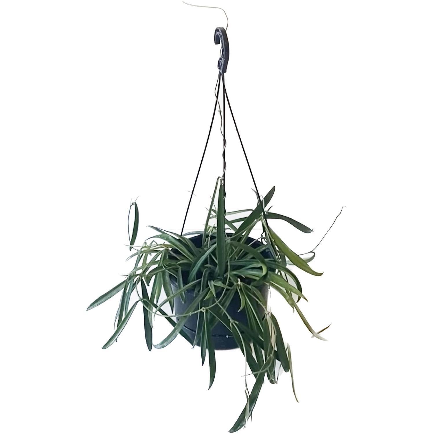 Hoya Shepherdii Basket 17.5cm