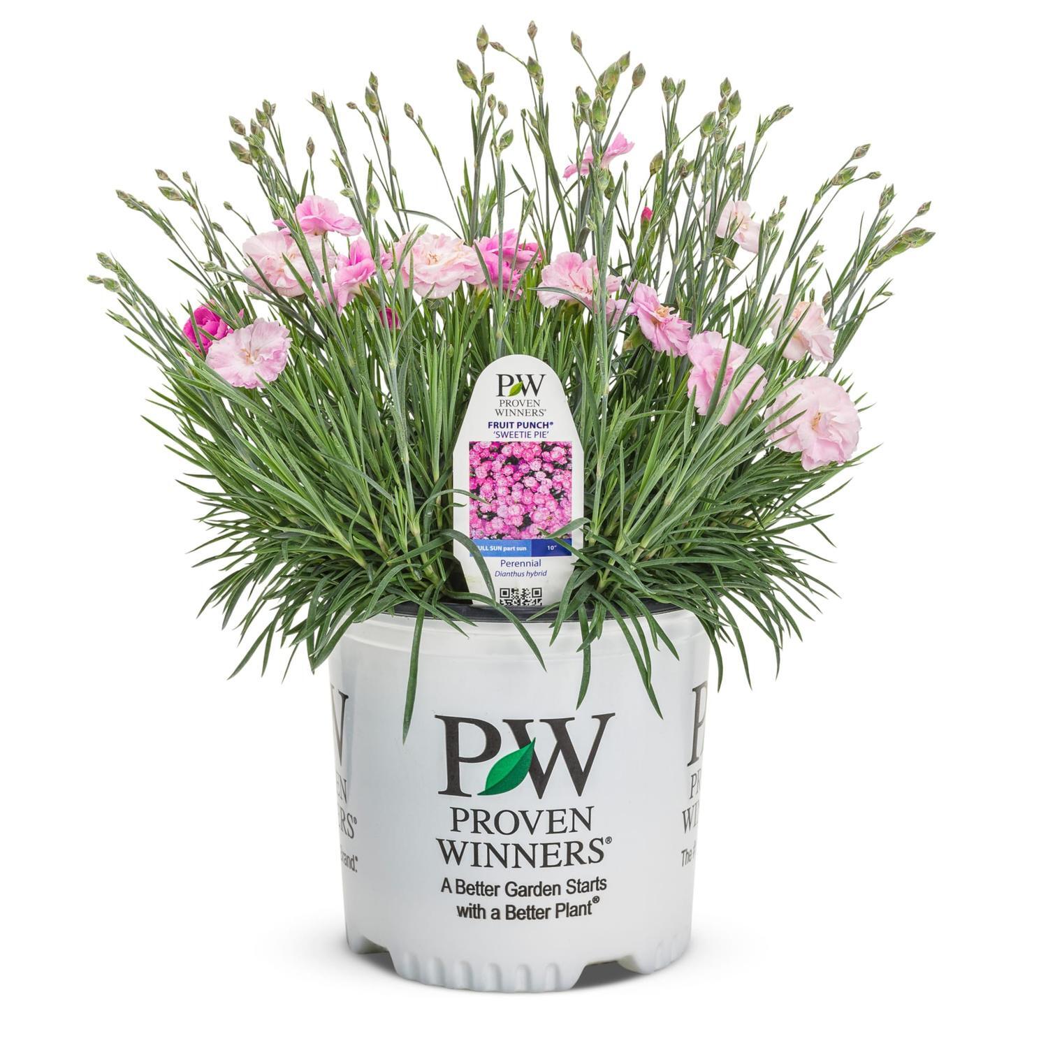 Dianthus Sweetie Pie