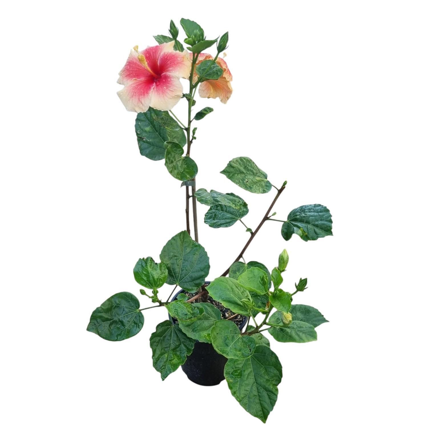 Hibiscus Royal Highness 3.3L