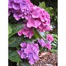 Hydrangea  Zurich 4.5 litre Mauve