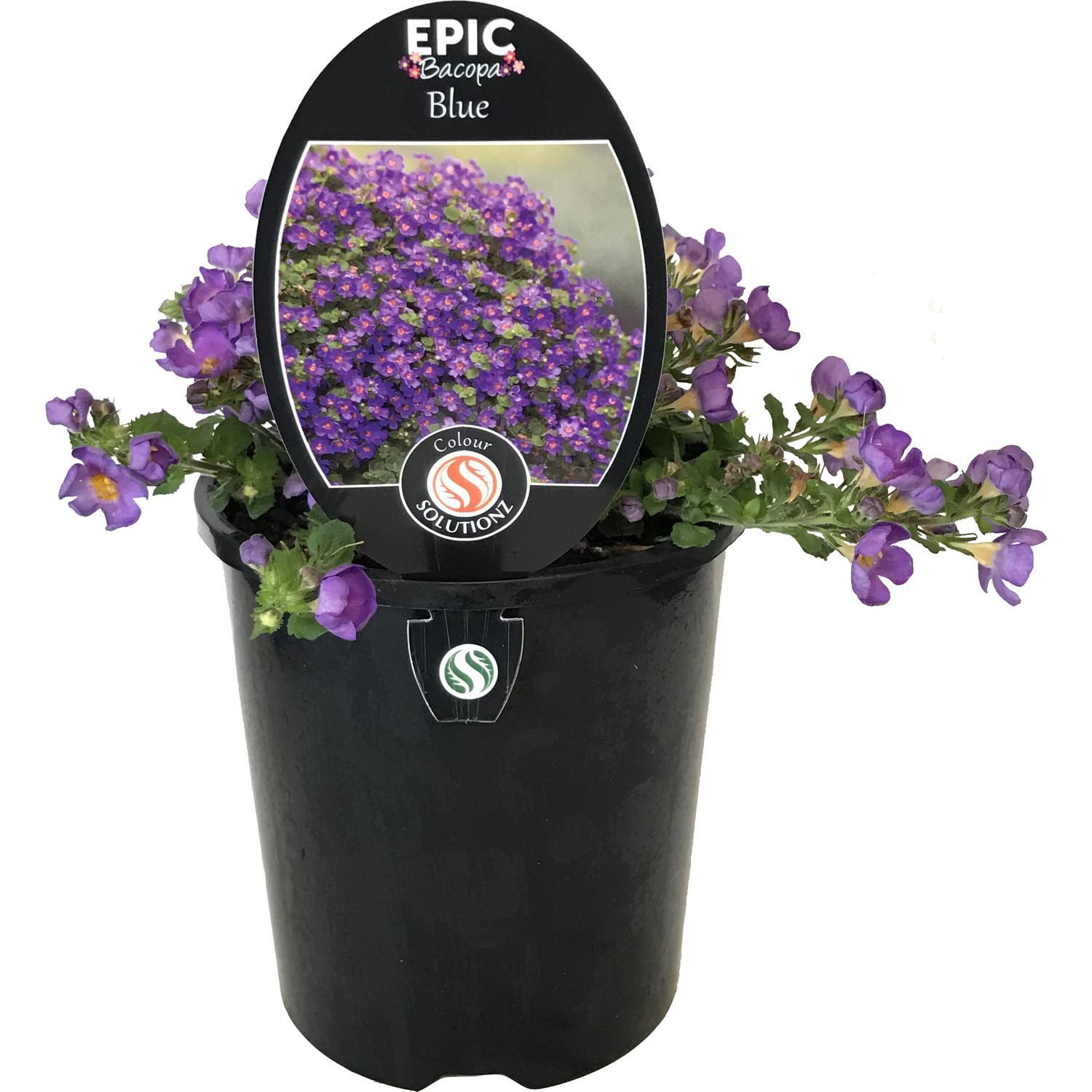 Epic Bacopa Blue
