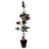 Camellia Hybrid 'Black Lace'