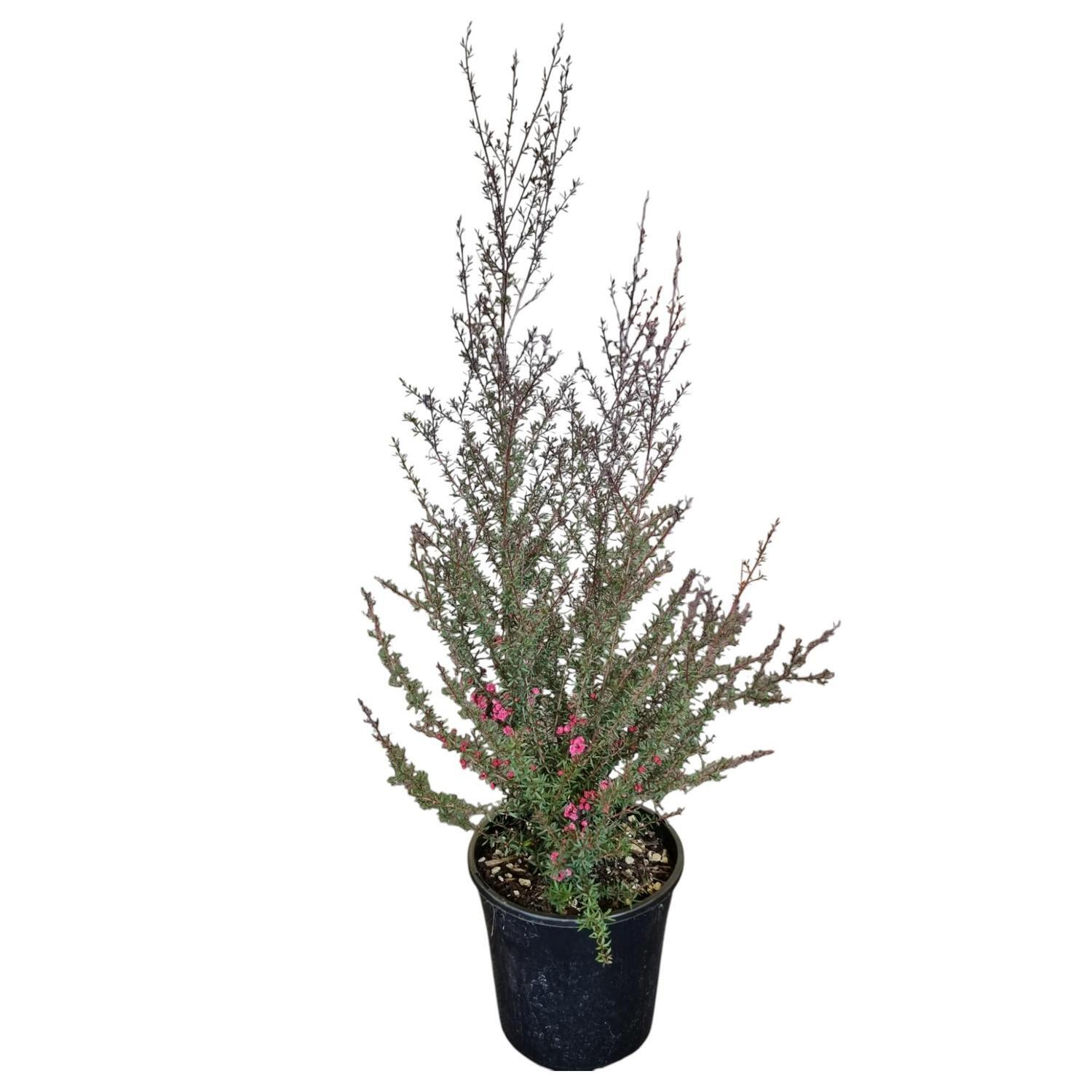 Leptospermum 'Tea Tree' Crimson Glory 4L
