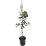 Olive El Greco 1.9 litre Grey Foliage