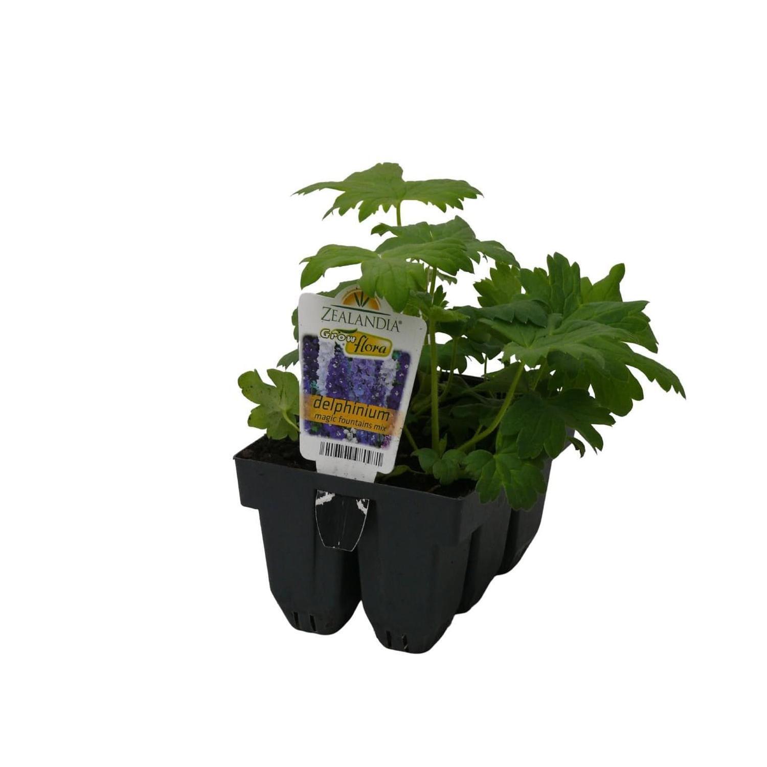 Delphinium Magic Fountain