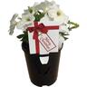 Petunia Red & White Xmas Label