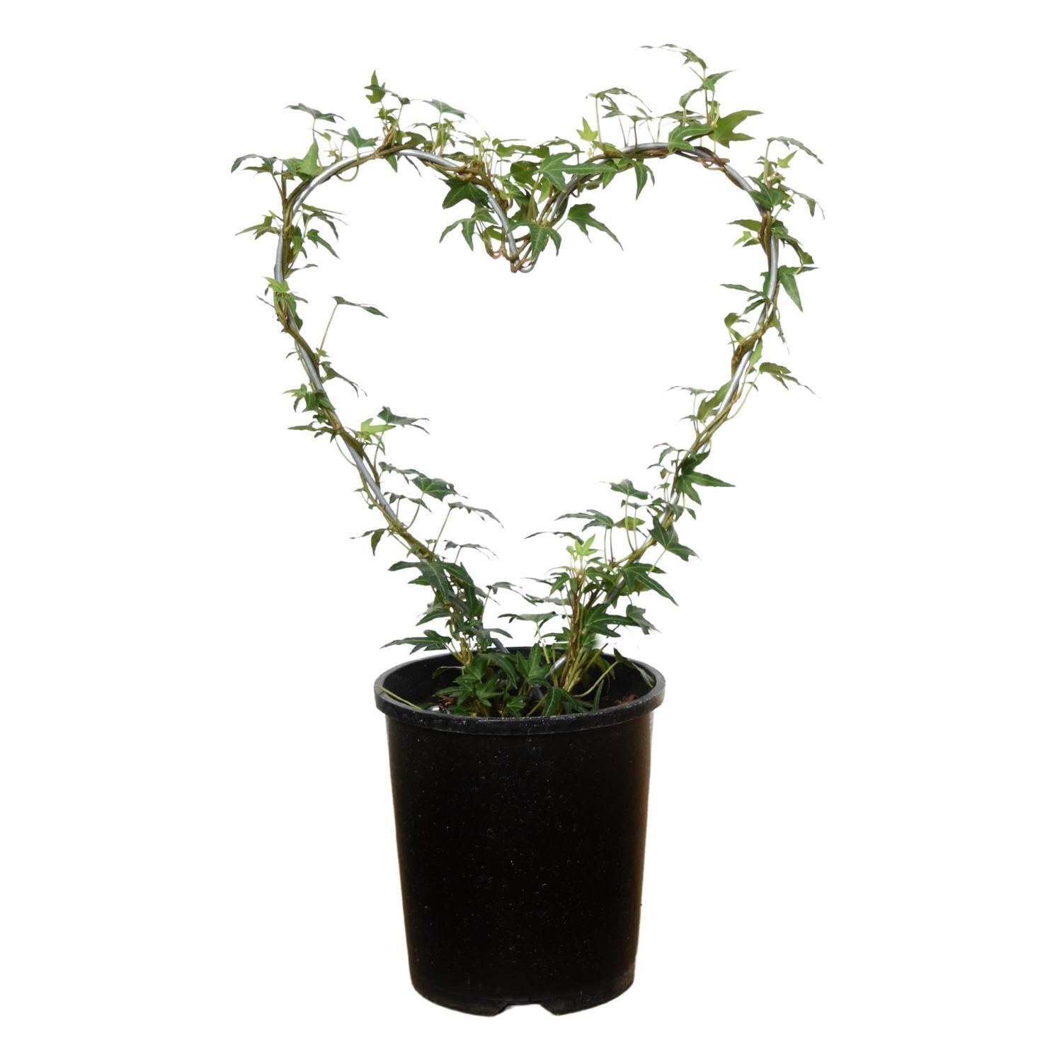 Hedera Heart 14cm