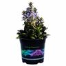 Ajuga Blueberry Muffin 14cm Blue