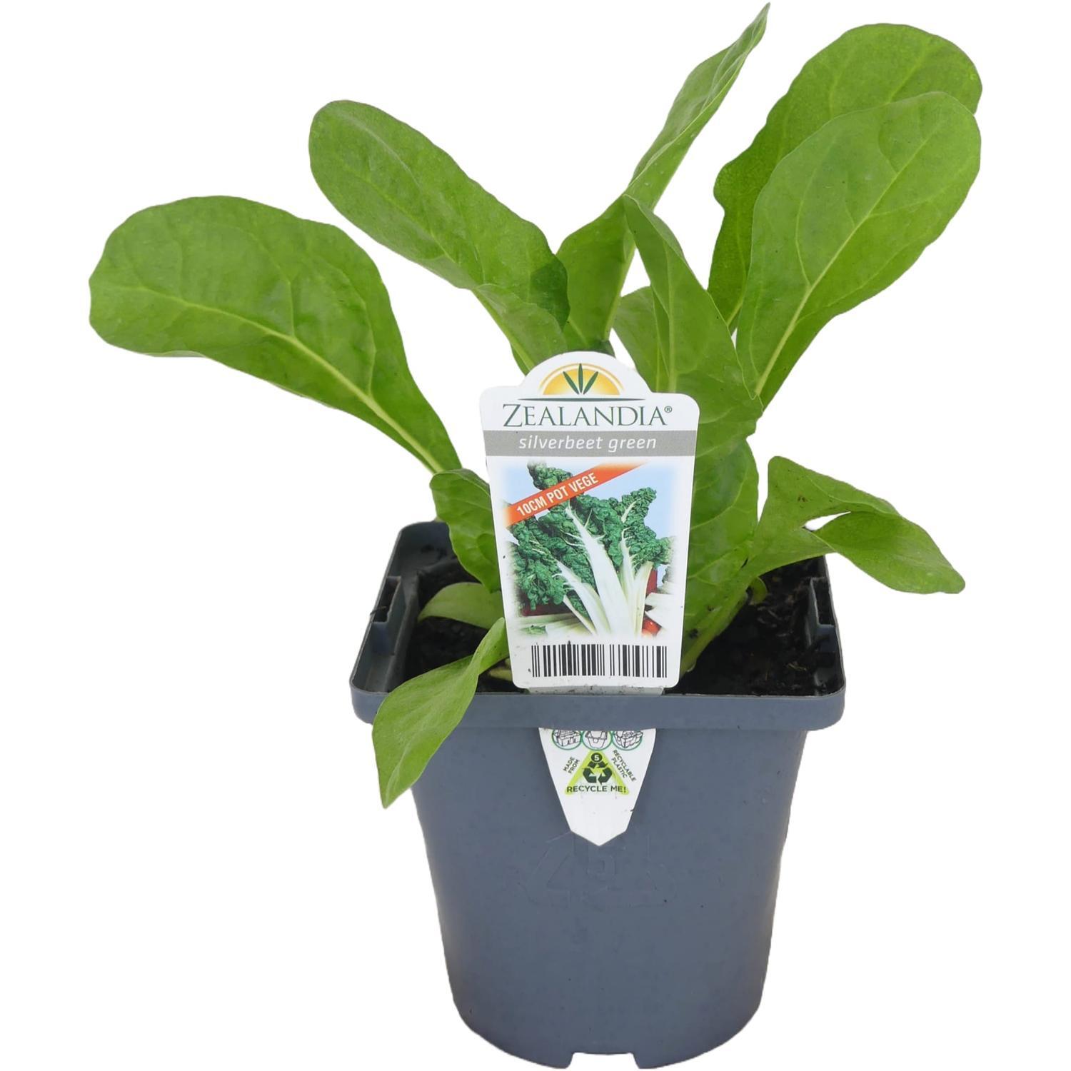 Silverbeet Green 10cm