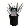 Leptospermum Coral Candy  15cm