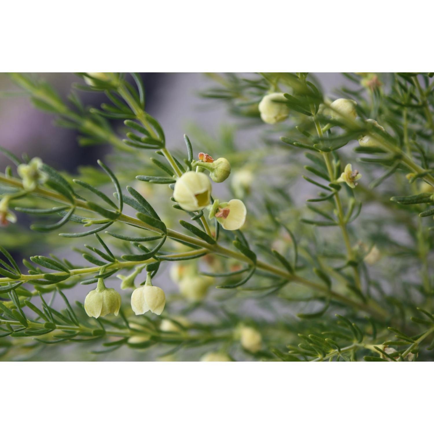 Boronia Lutea