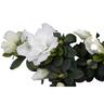 Azalea 2.5 litre White