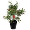 Callistemon Red Clusters