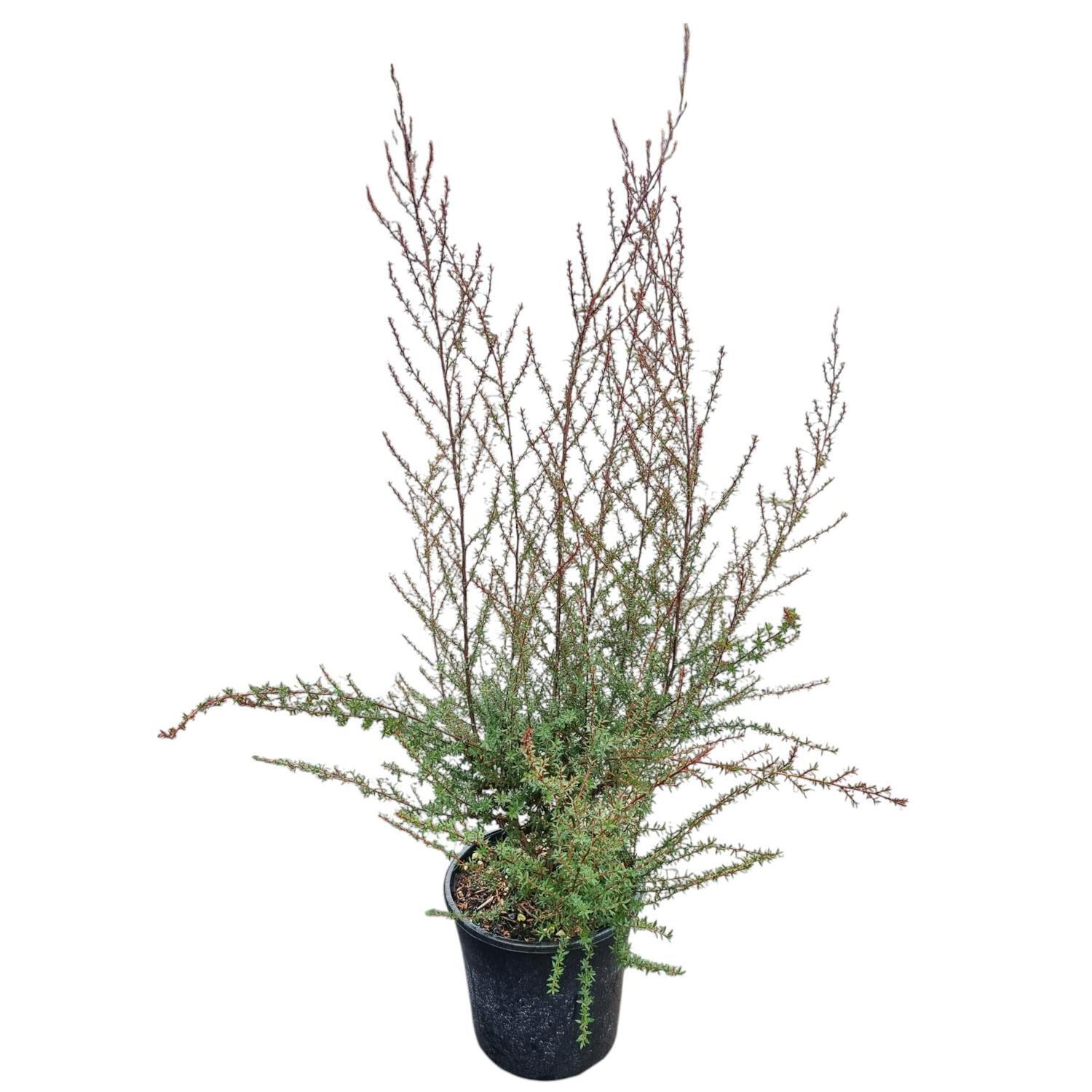 Leptospermum 'Tea Tree' Wiri Shelley  4L