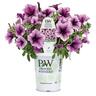 Petunia Bordeaux