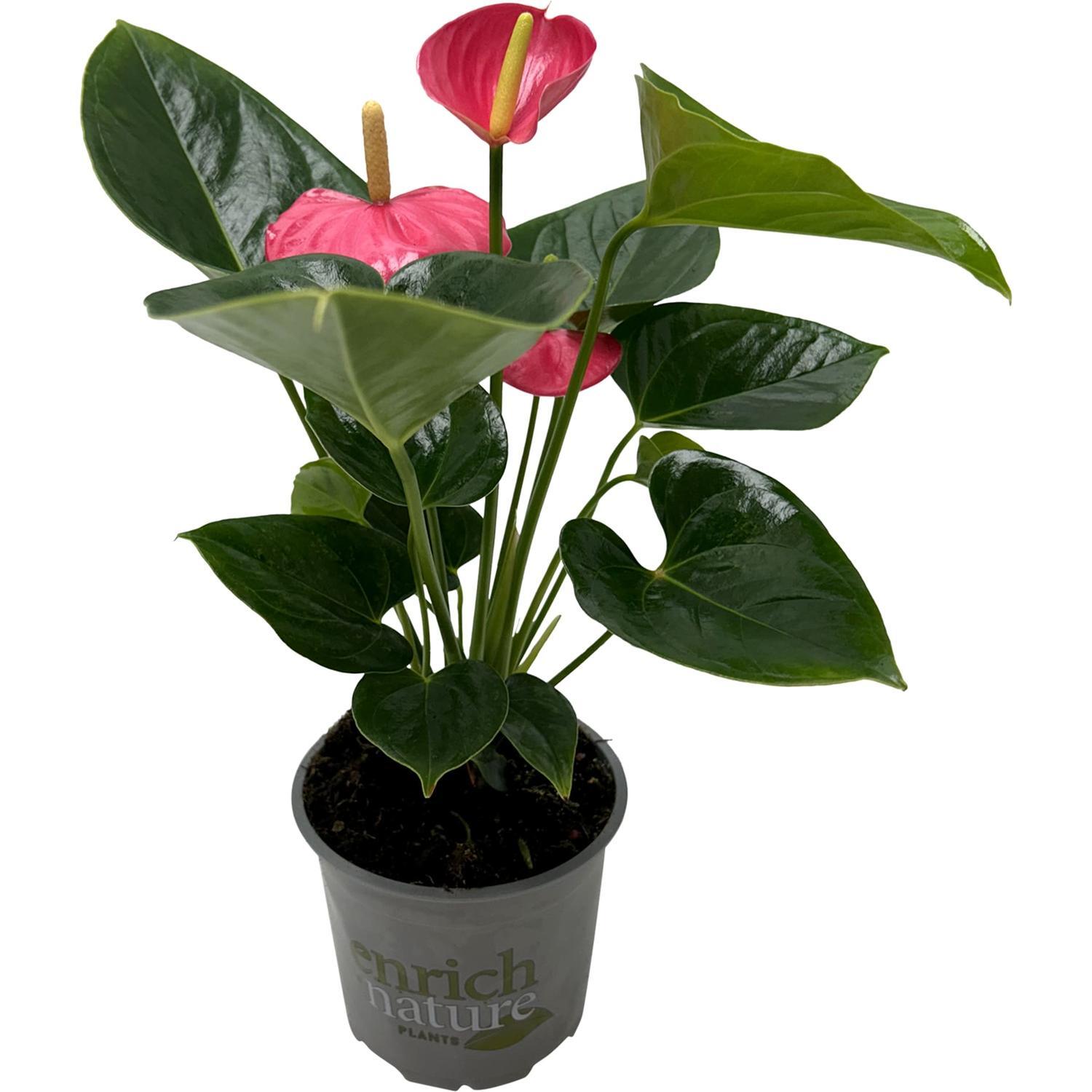 Anthurium Andreanum 'Amante' 12cm