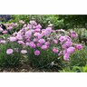 Dianthus Sweetie Pie