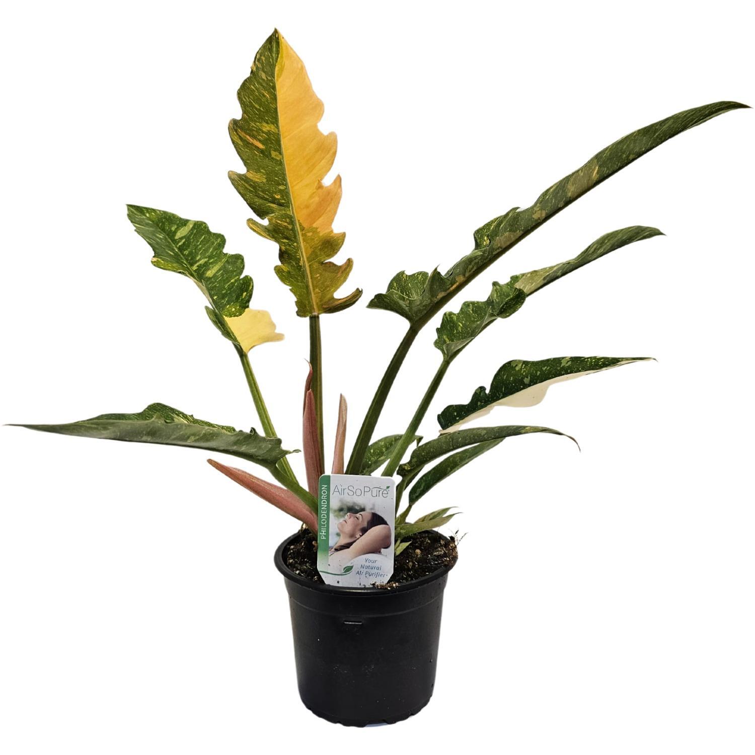 Philodendron Ring of Fire 14cm