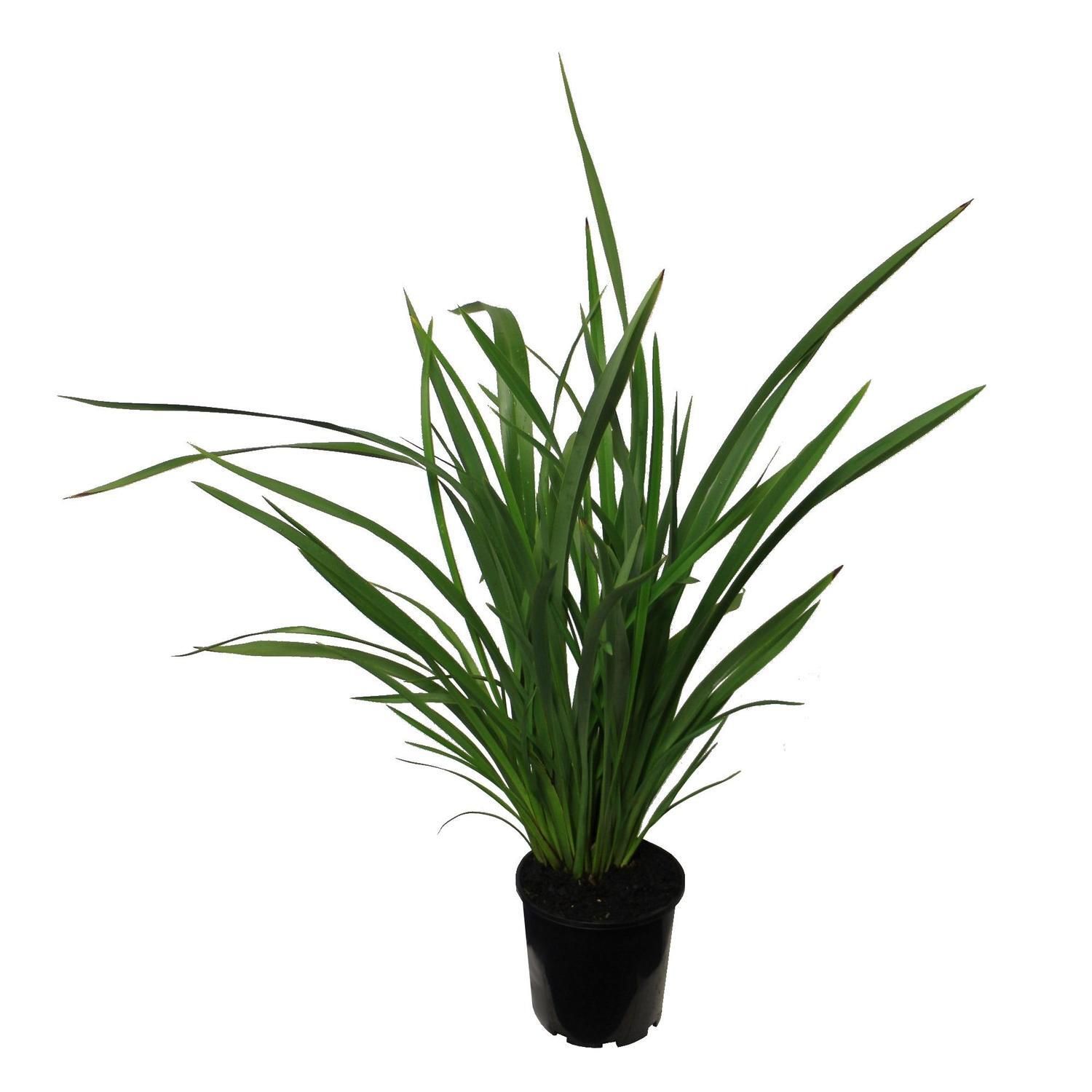 Phormium Cookianum 3.3L