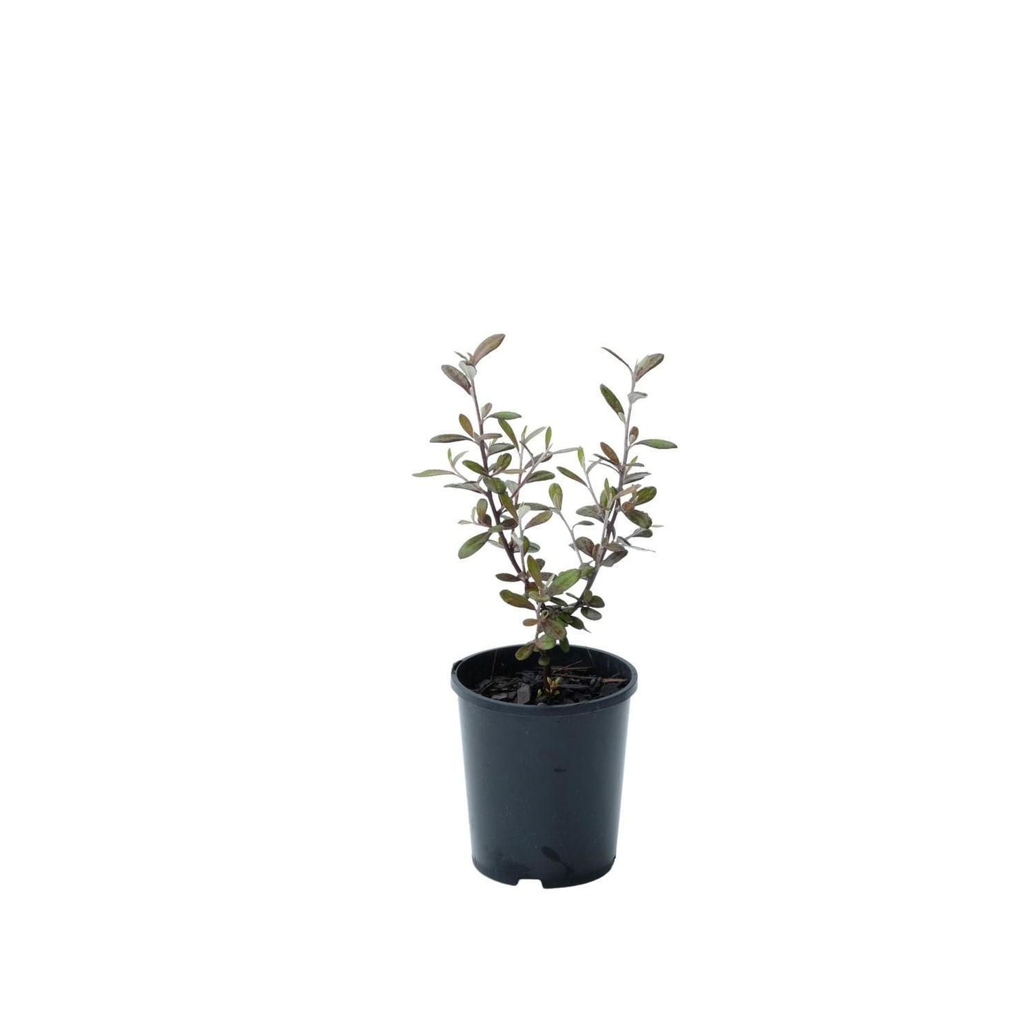 Corokia Frosted Chocolate