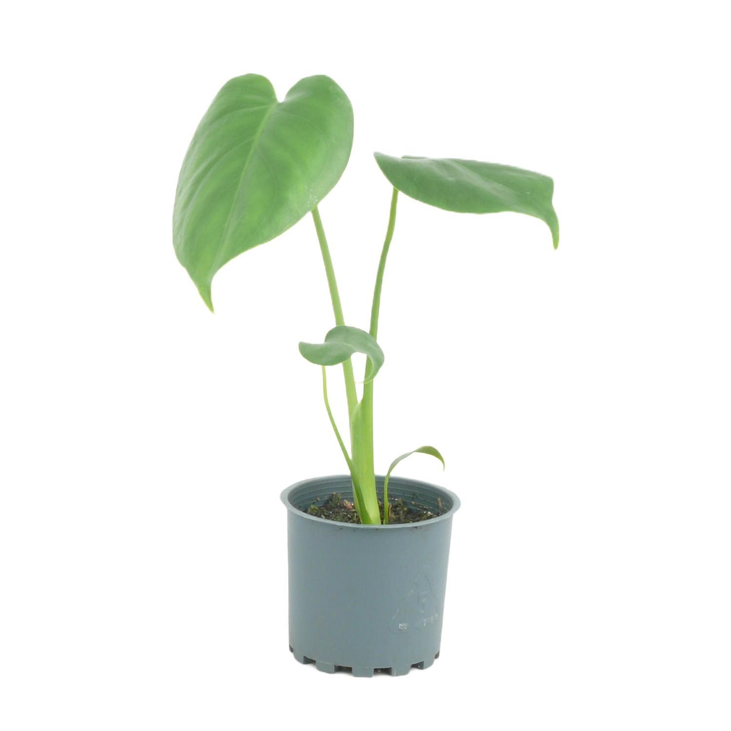 Tiny Pot Monstera Deliciosa  7cm