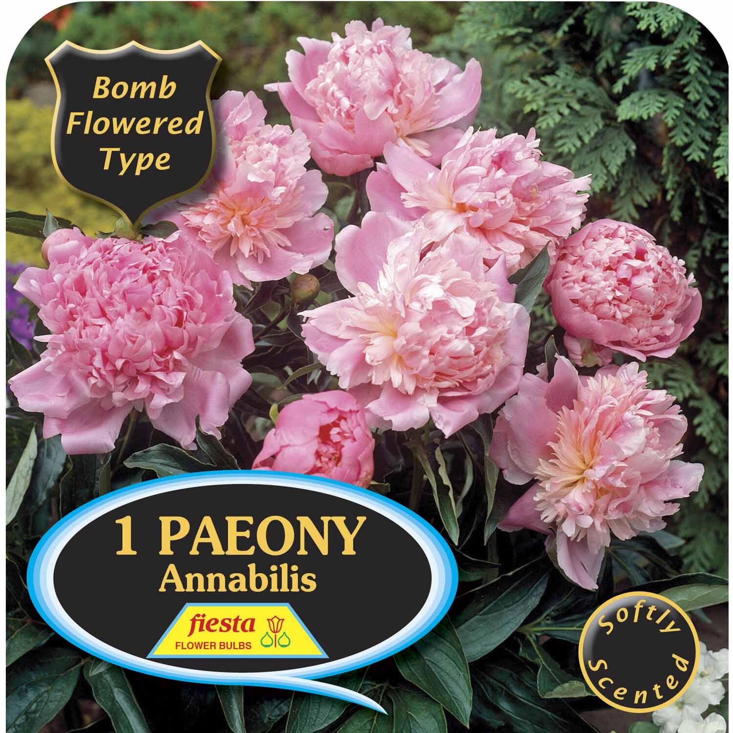 Paeony Single 'Annabilis'