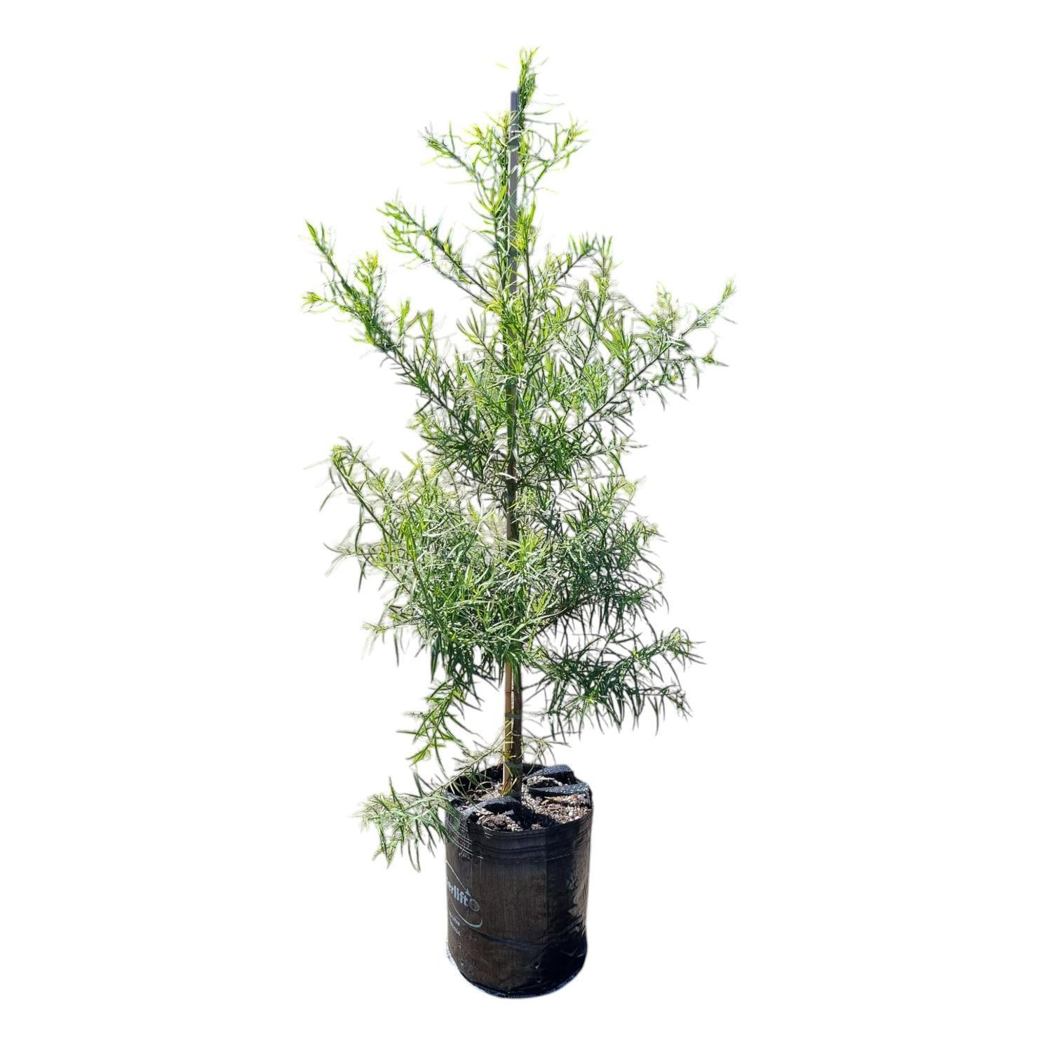 Podocarpus Gracilior 25L