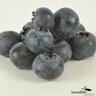 Blueberry Blue Star™