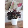 Begonia Rex Little Devils