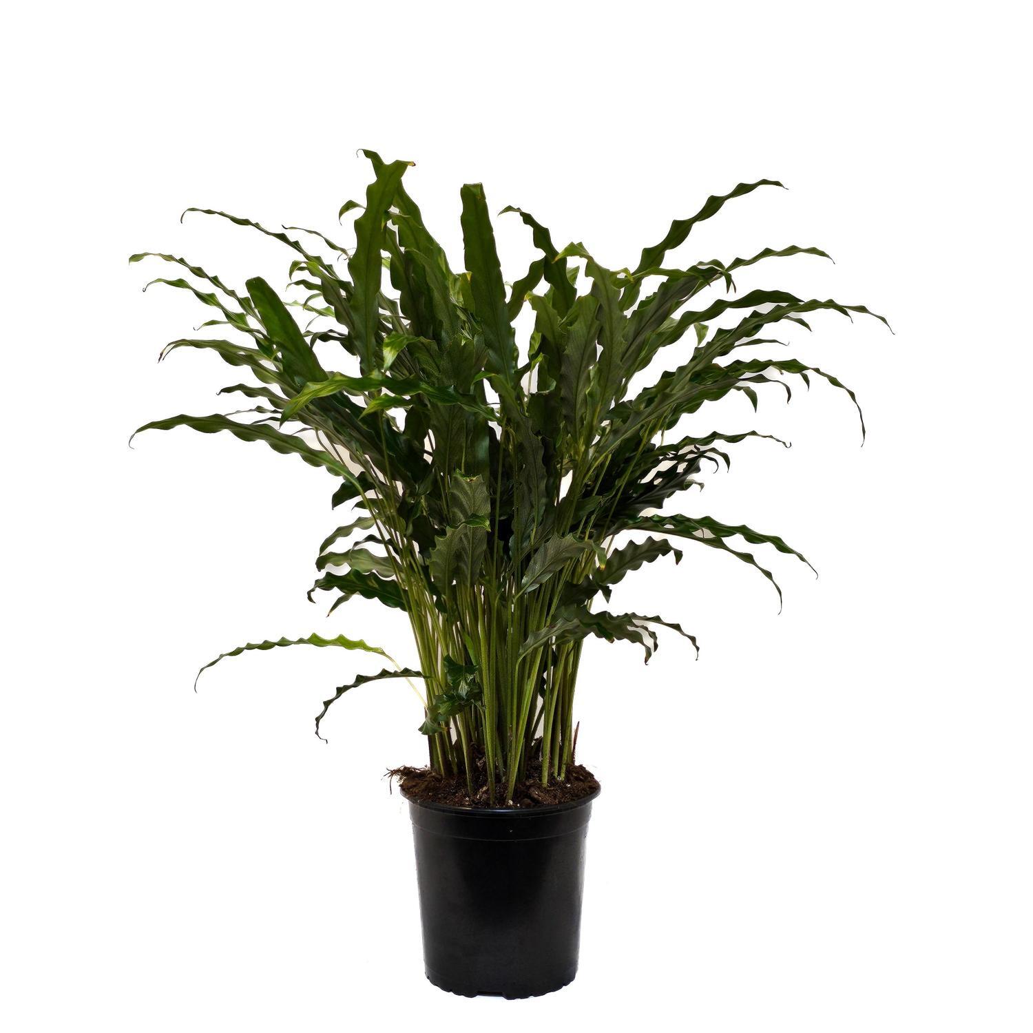 Calathea Bluegrass 17cm
