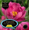 Peony Itch Pink Adour