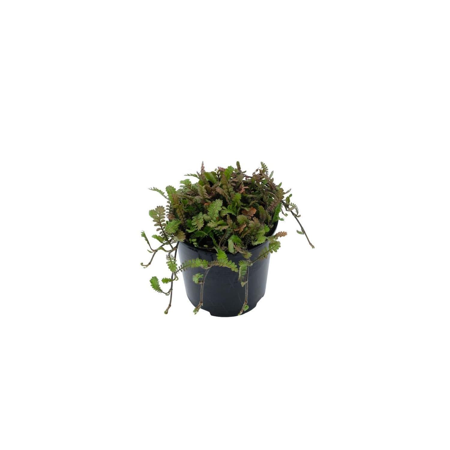 Leptinella dioica