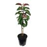 Apple Maypole