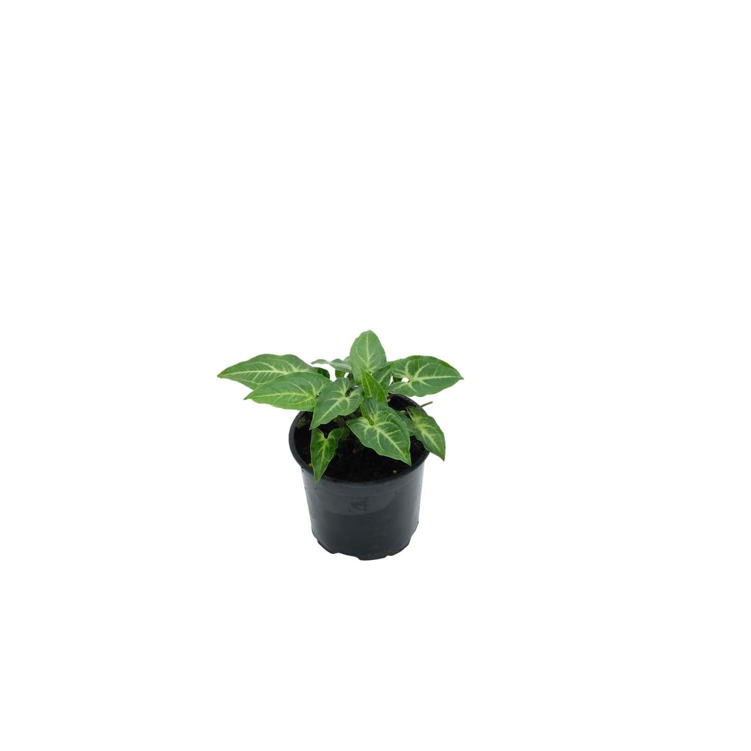 Syngonium Noak