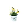 Nemesia Quince